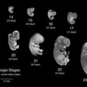 Ljudskog embrija faza razvoja