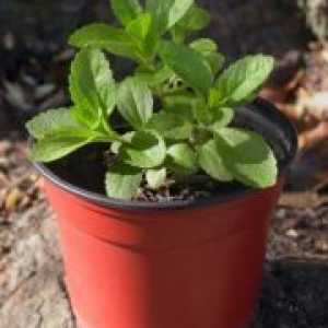 Stevija - uzgoj iz sjemena kod kuće