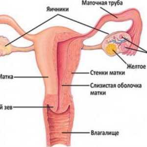 Struktura ženskih reproduktivnih organa