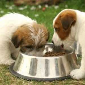Suha hrana za male pasmine štenaca