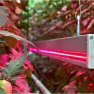 LED žarulje za biljke
