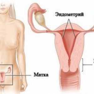 Debljina endometrija tijekom trudnoće
