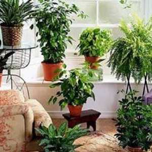 Top 10 korisnih biljke
