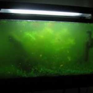 U akvarijske vode je zelena - što učiniti?