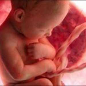Masa fetusa u 30 tjedana