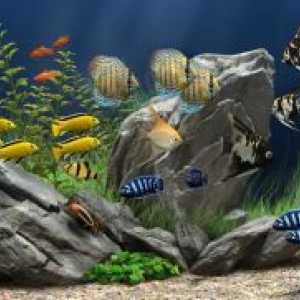 Vrste akvarijske ribe