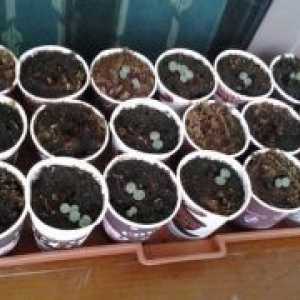 Uzgoj borovnice iz sjemena kod kuće