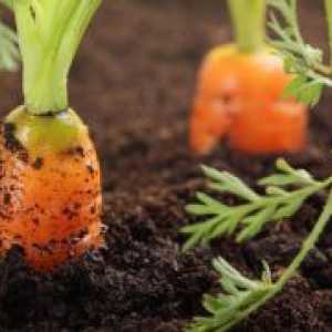 Uzgoj mrkve