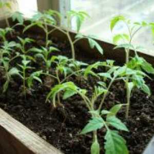 Uzgoj sadnica rajčice