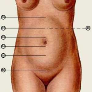 Visina maternice tijekom trudnoće