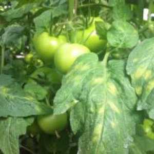 Žute mrlje na lišću rajčice u stakleniku