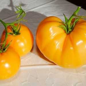 Žuta rajčica - vrste