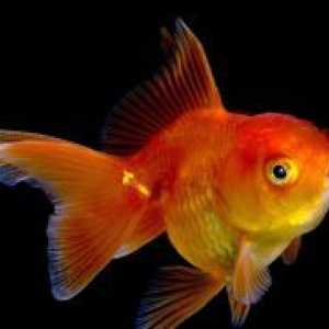 Zlato akvarijske ribe