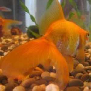 Zlatna ribica - sadržaj u akvariju