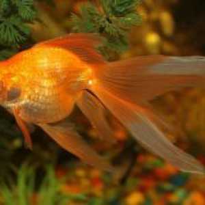 Zlatni akvarijske ribe - vrste